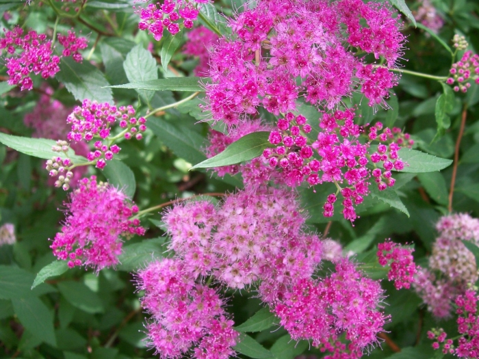 Спирея японская неон