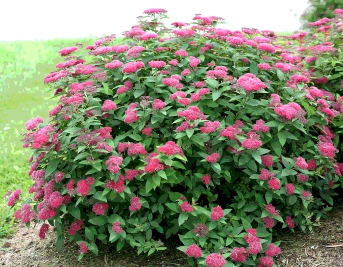 Спирея японская антони ватерер