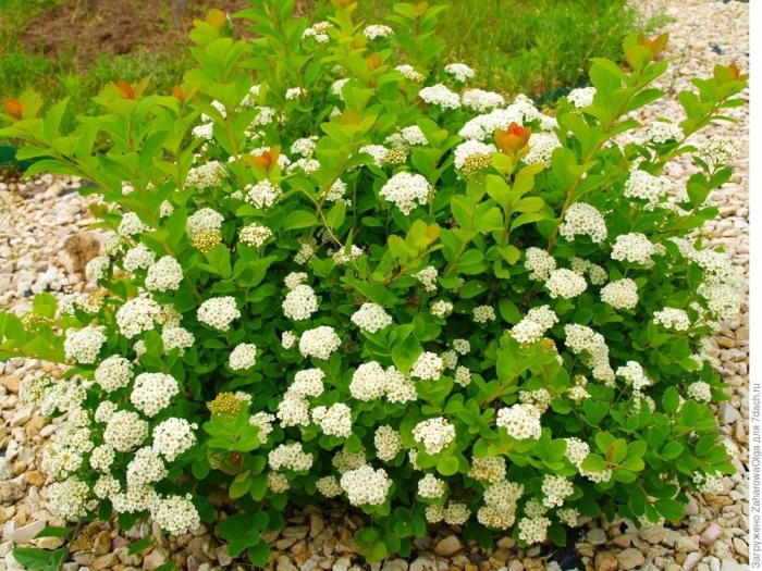 Спирея березолистная spiraea betulifolia