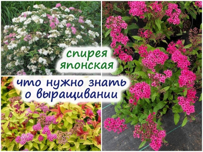 Спирея японская froebelii