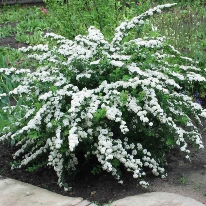 Спирея ниппонская сноумаунд