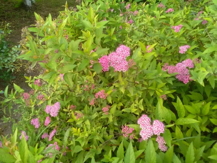 Спирея японская зигунерблют