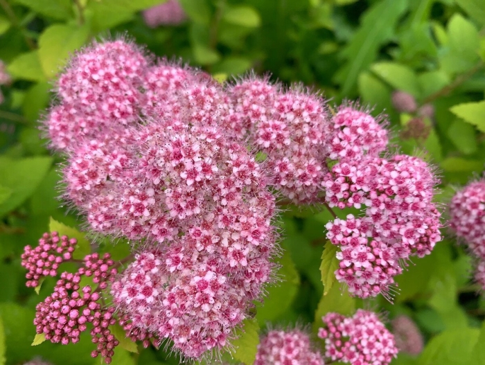 Спирея японская нана