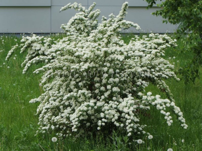 Спирея серая вангутта