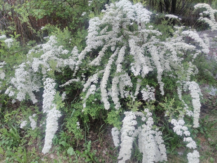 Спирея серая