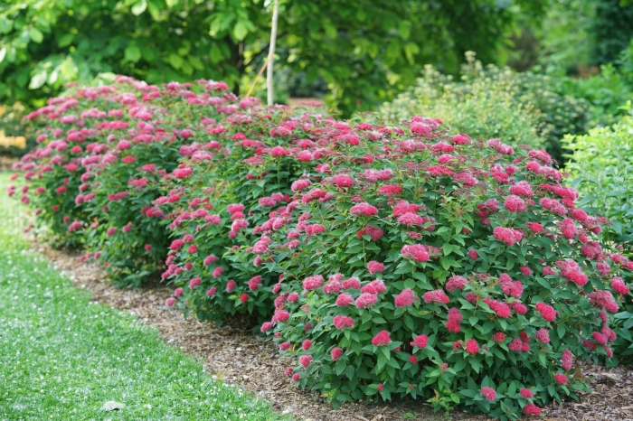 Спирея бумальда антони ватерер