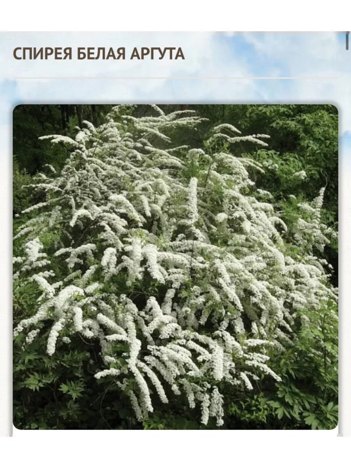 Спирея аргута arguta