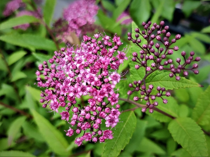 Спирея руберима