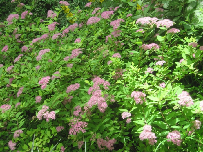 Спирея японская