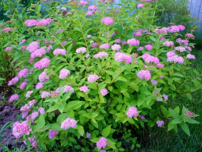 Спирея куст