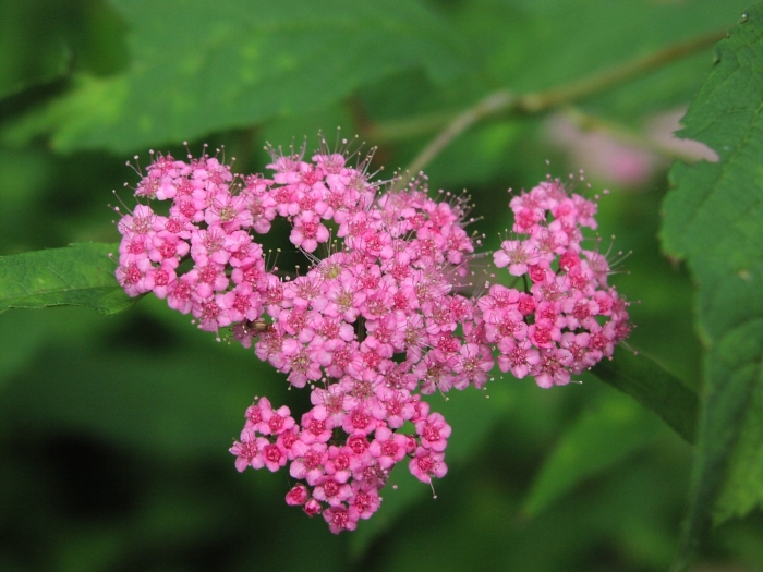 Спирея бумальда spiraea bumalda