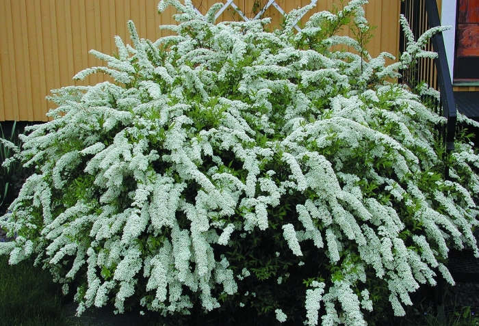 Спирея серая грефшайм