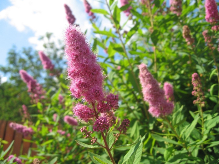 Спирея билларда триумфанс