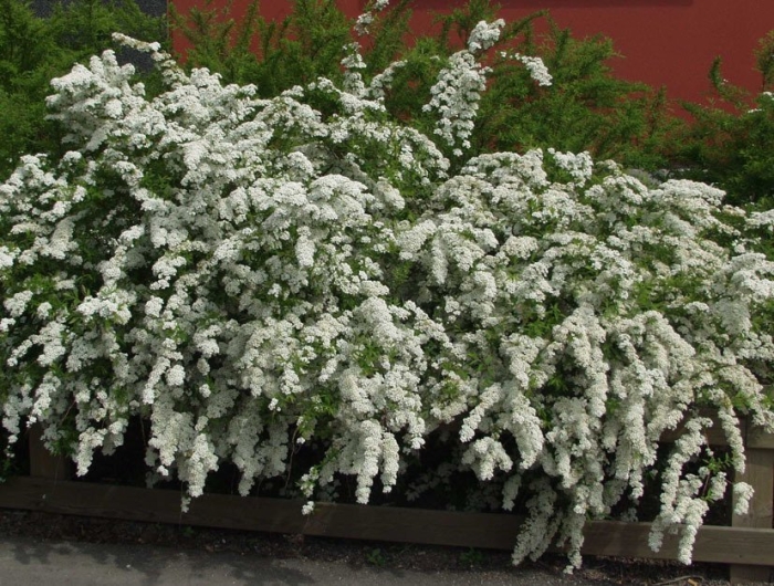 Грефшейм спирея