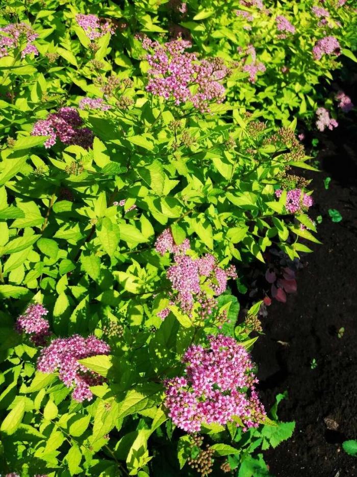 Спирея декоративнолистная