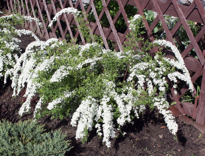 Спирея серая греф шайм