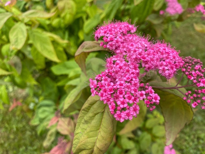 Спирея энтони ватерер