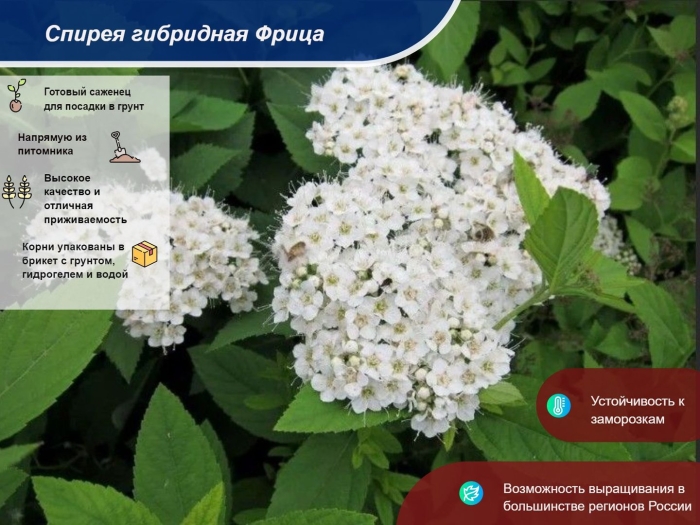 Спирея фришиана