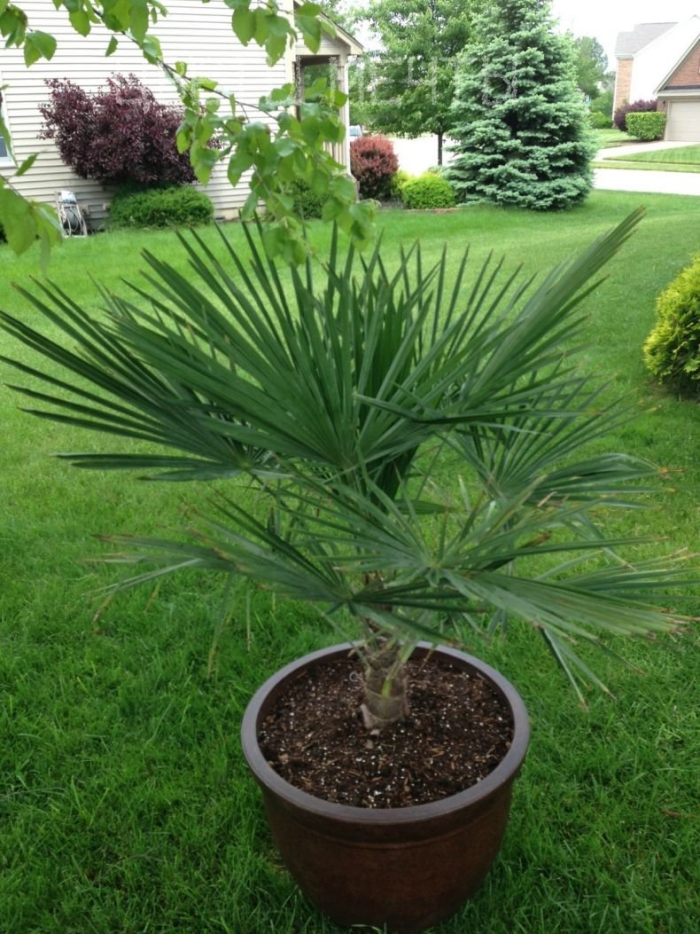 Трахикарпуса форчуна