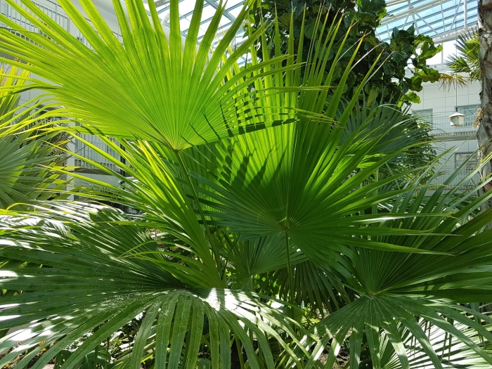 Веерная пальма ликуала