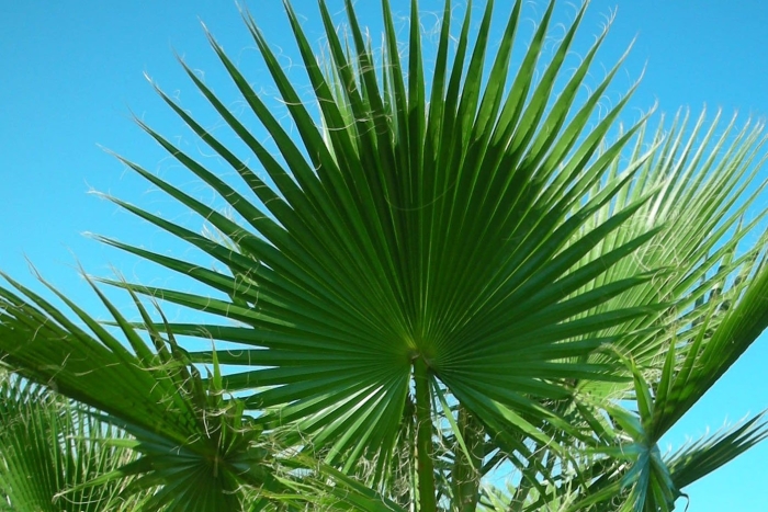 Вашингтония нитеносная