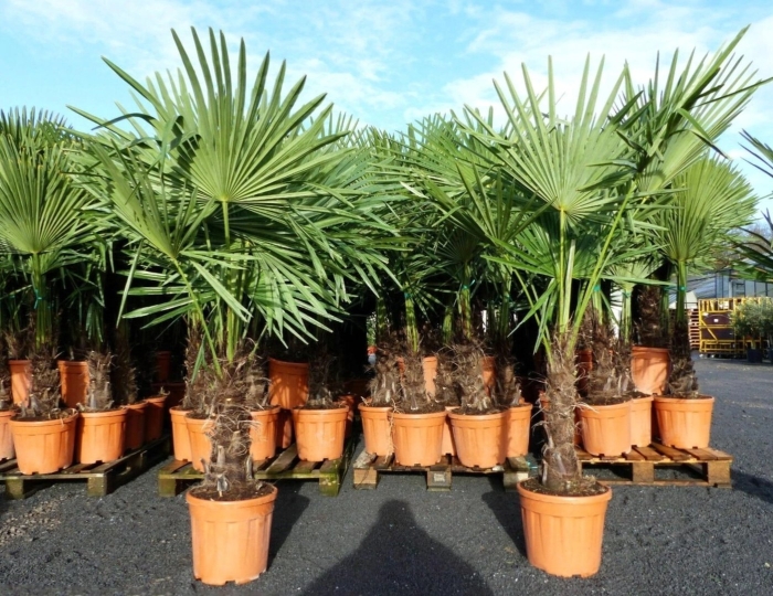 Трахикарпус веерная пальма