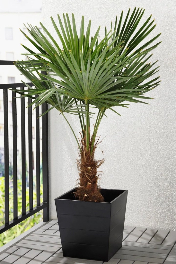 Пальма трахикарпус (trachycarpus)