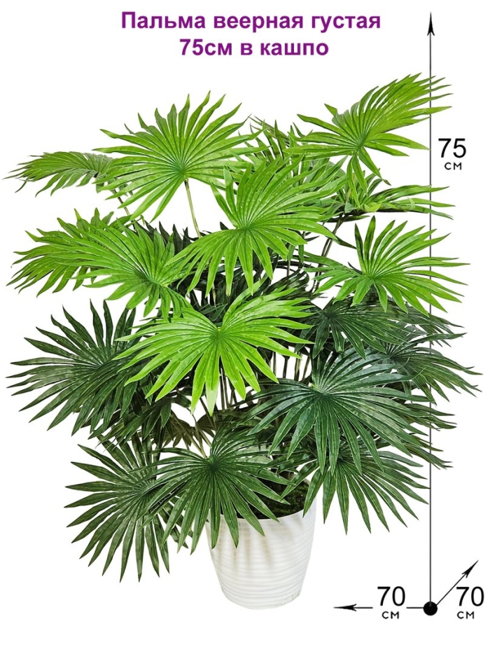 Пальма веерная