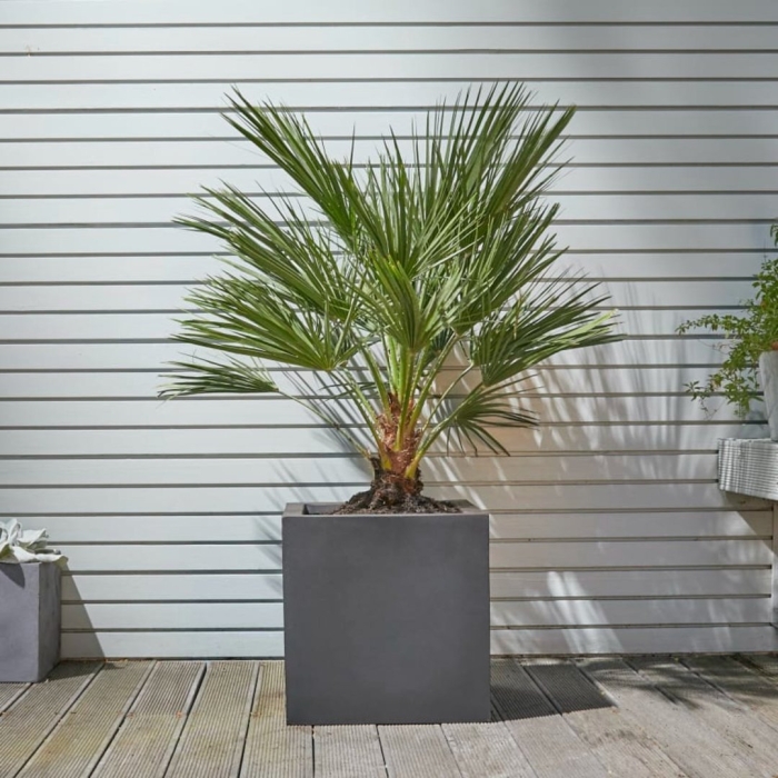 Хамеропс хумилис