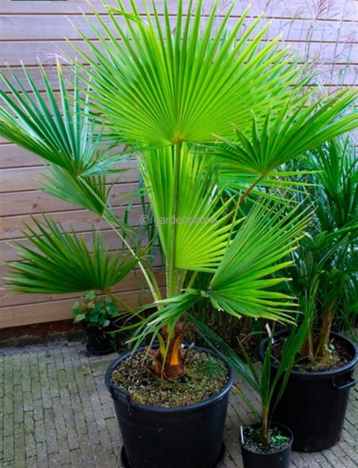 Пальма ливистона