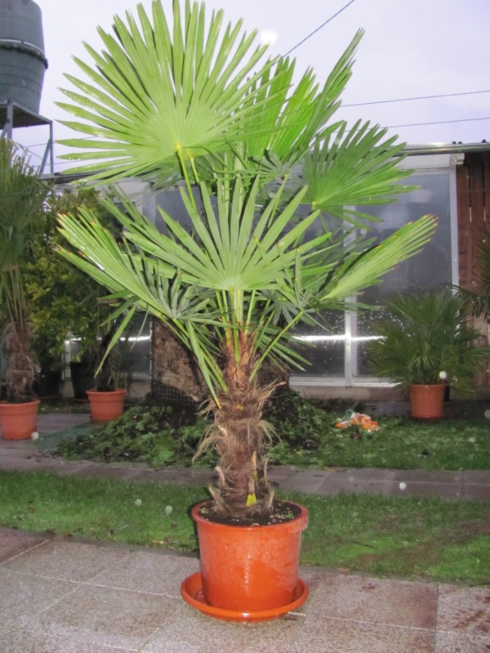 Пальма вашингтония санта барбара