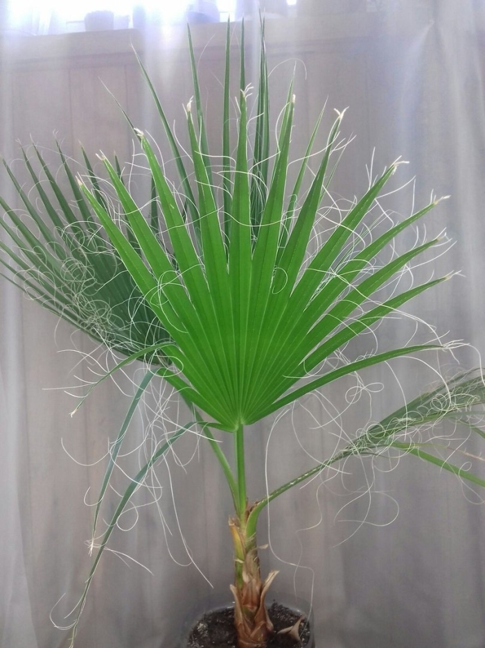 Пальма вашингтония нитеносная