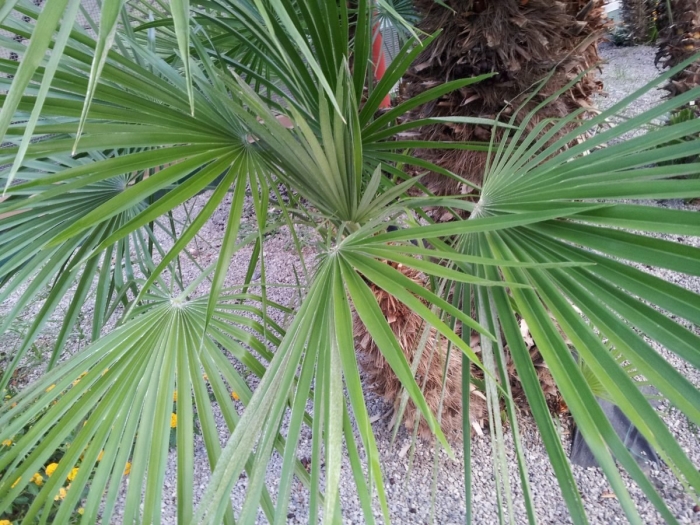 Веерная пальма хамеропс