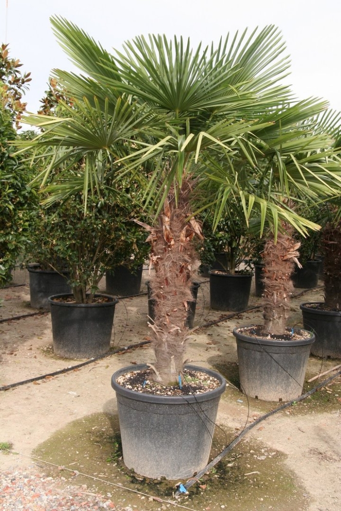 Chamaerops excelsa