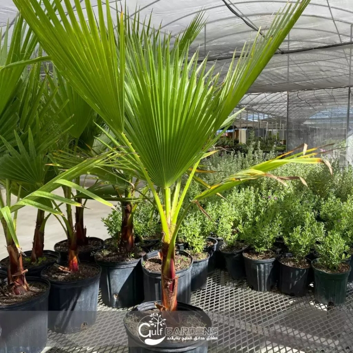 Пальма вашингтония филифера