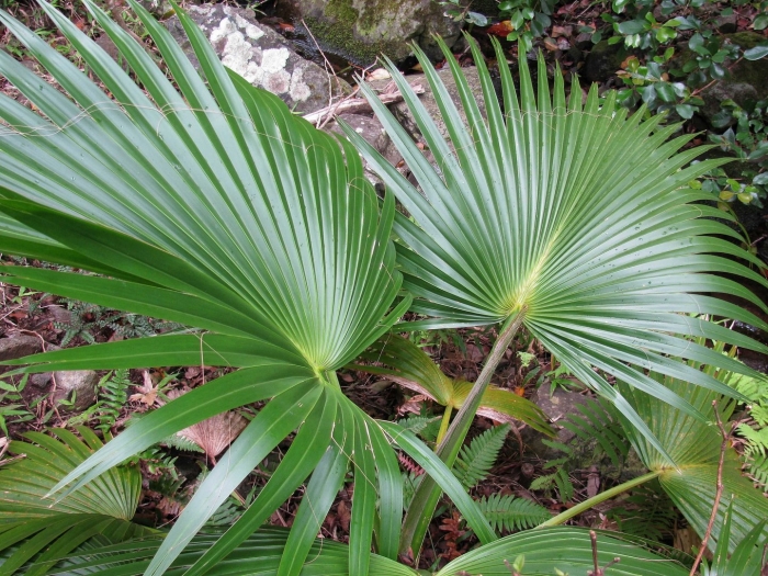 Ликуала пальма