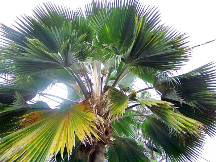 Вашингтония пальма