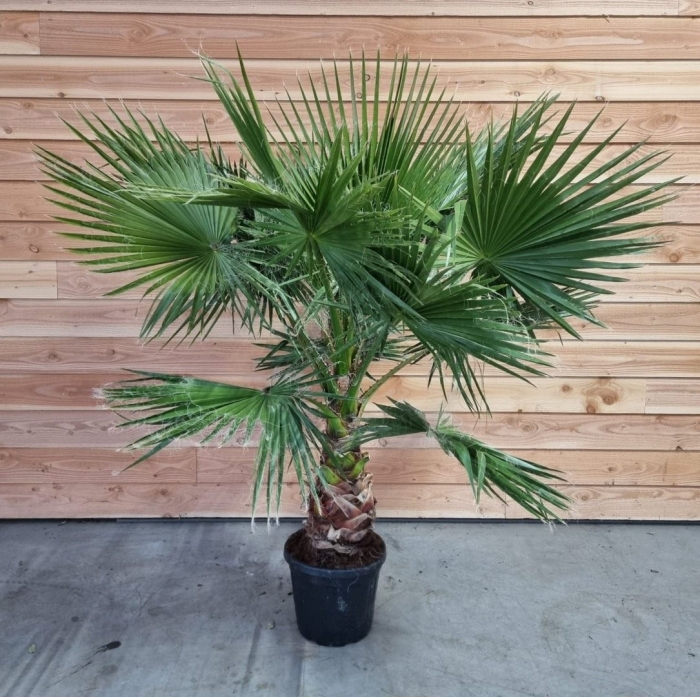 Вашингтония робуста