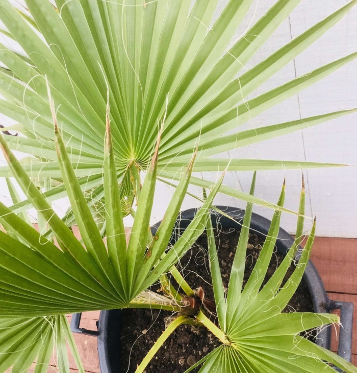 Пальма вашингтония