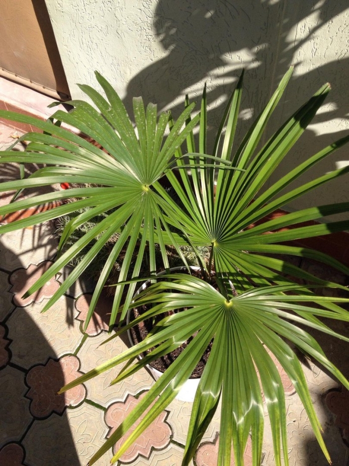 Сабаль пальма комнатная