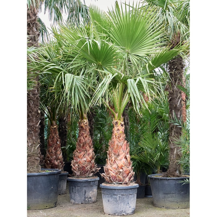 Вашингтония робуста санта-барбара