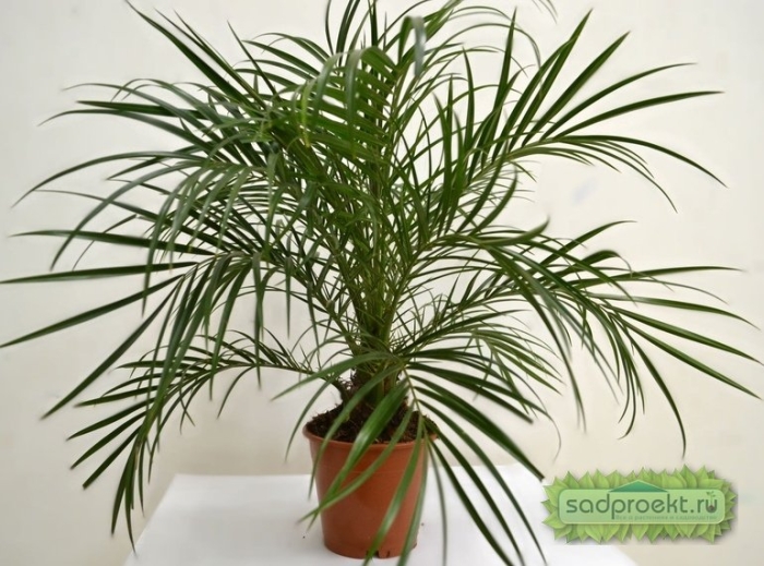 Канарская финиковая пальма росток