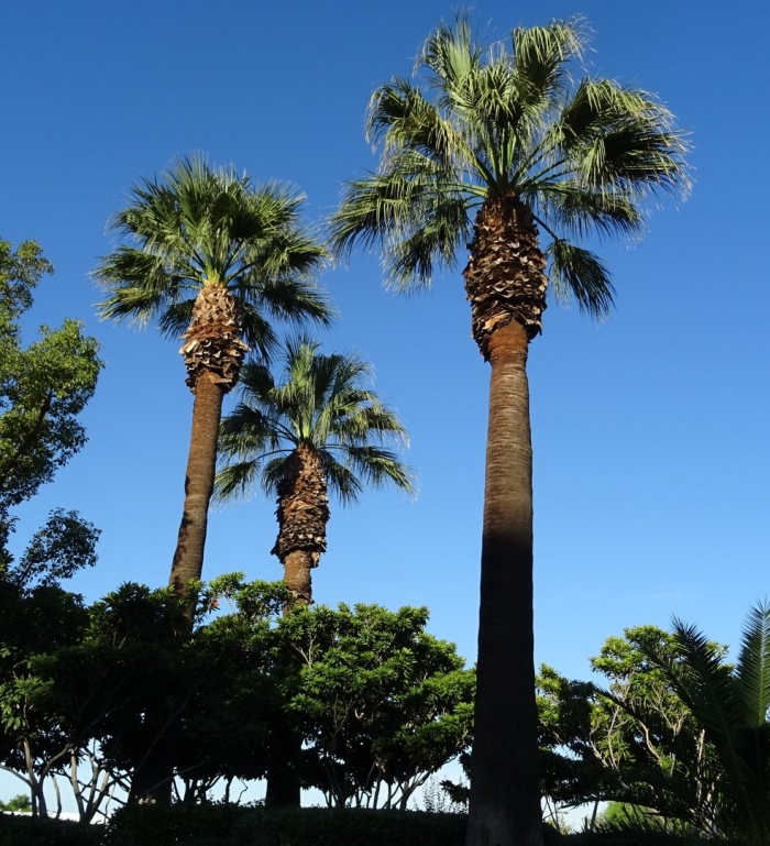 Washingtonia filifera
