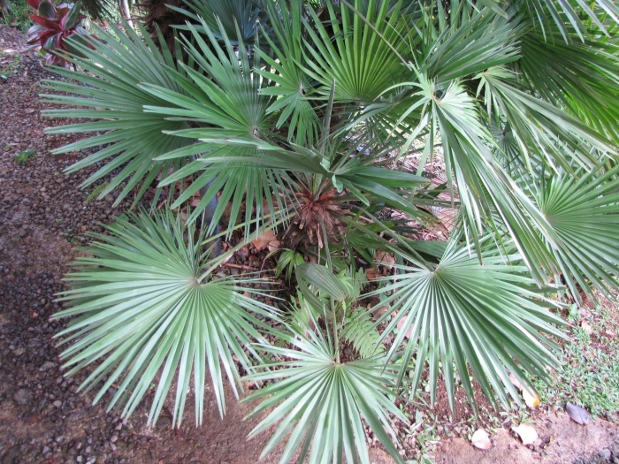 Trachycarpus wagnerianus