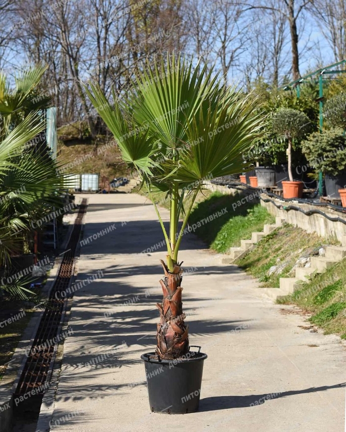 Пальма вашингтония робуста