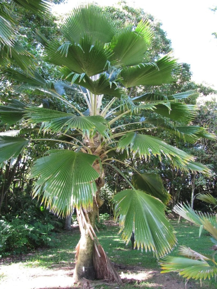 Pritchardia thurstonii
