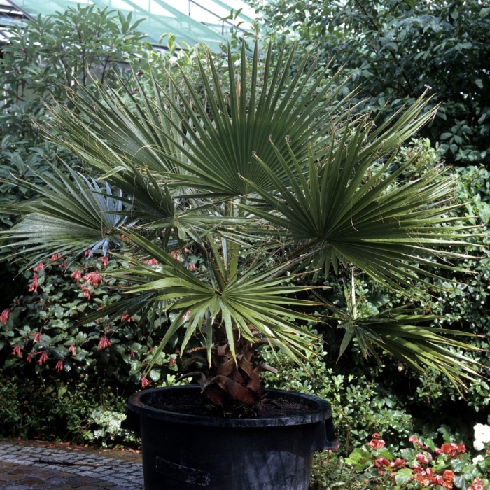 Trachycarpus fortunei