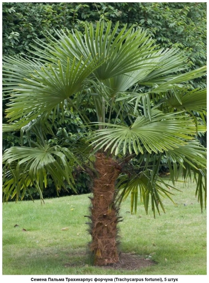 Washingtonia robusta