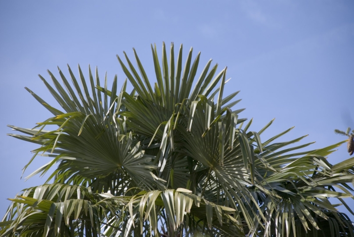 Пальма трахикарпус