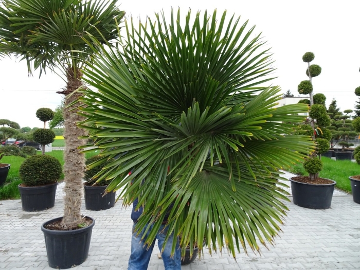 Трахикарпус пальма